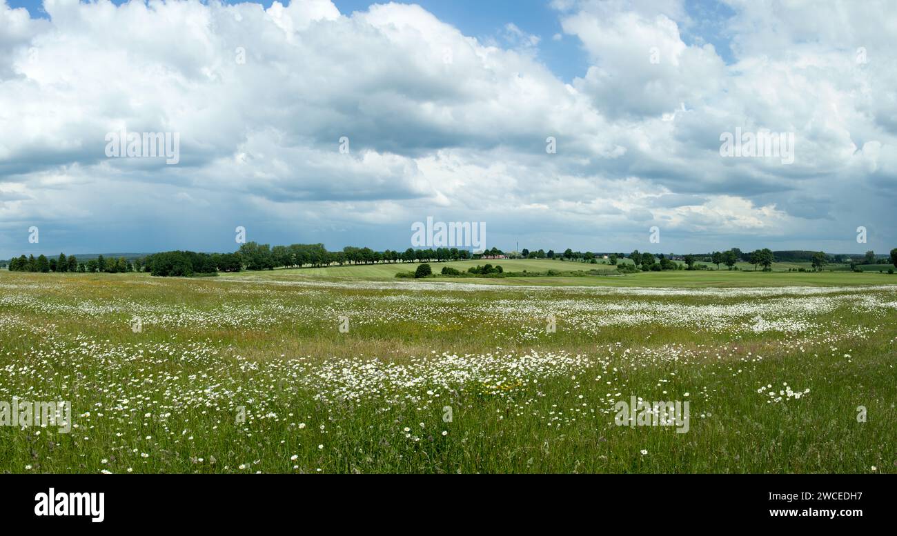 Der Panoramablick auf das Feld, auf dem 1410 die berühmte Schlacht von Grunwald ausgetragen wurde (Grunwald, Polen). Stockfoto