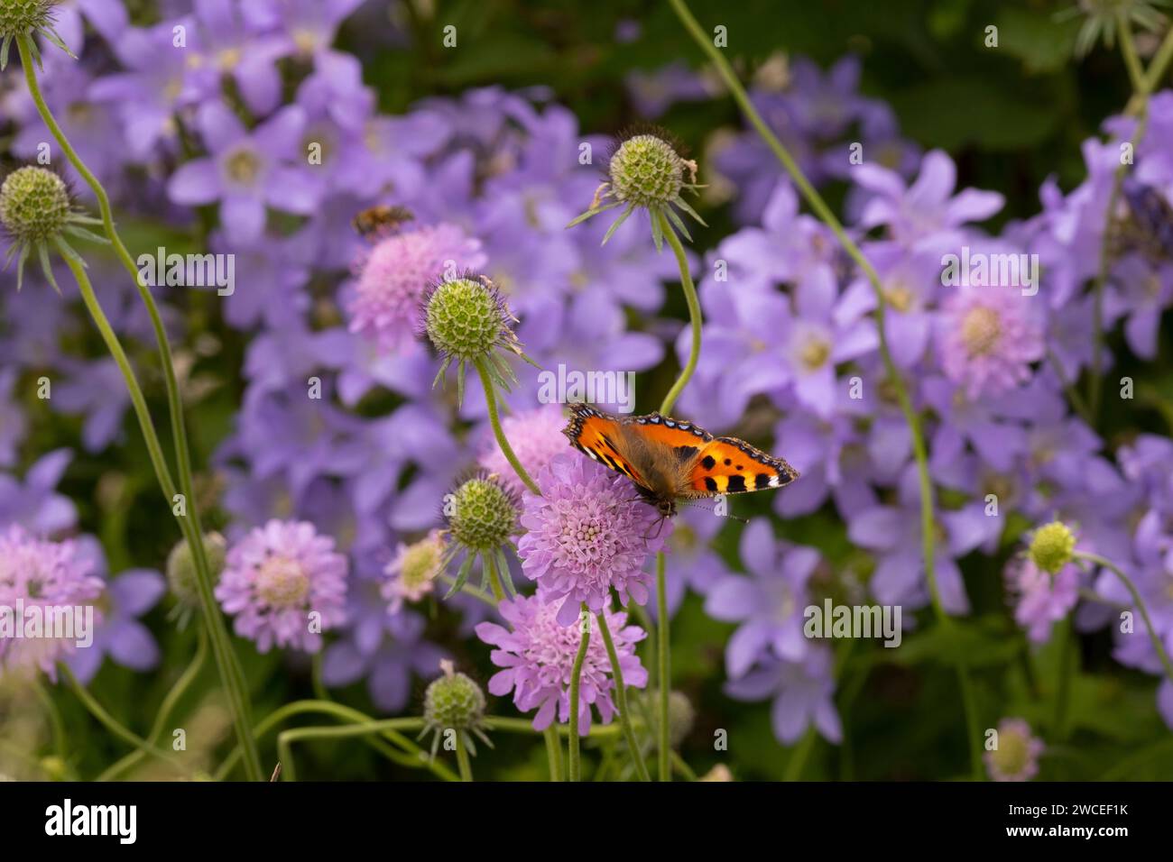 Ein Schildpatt-Schmetterling auf Scabiosa Columbaria Stockfoto