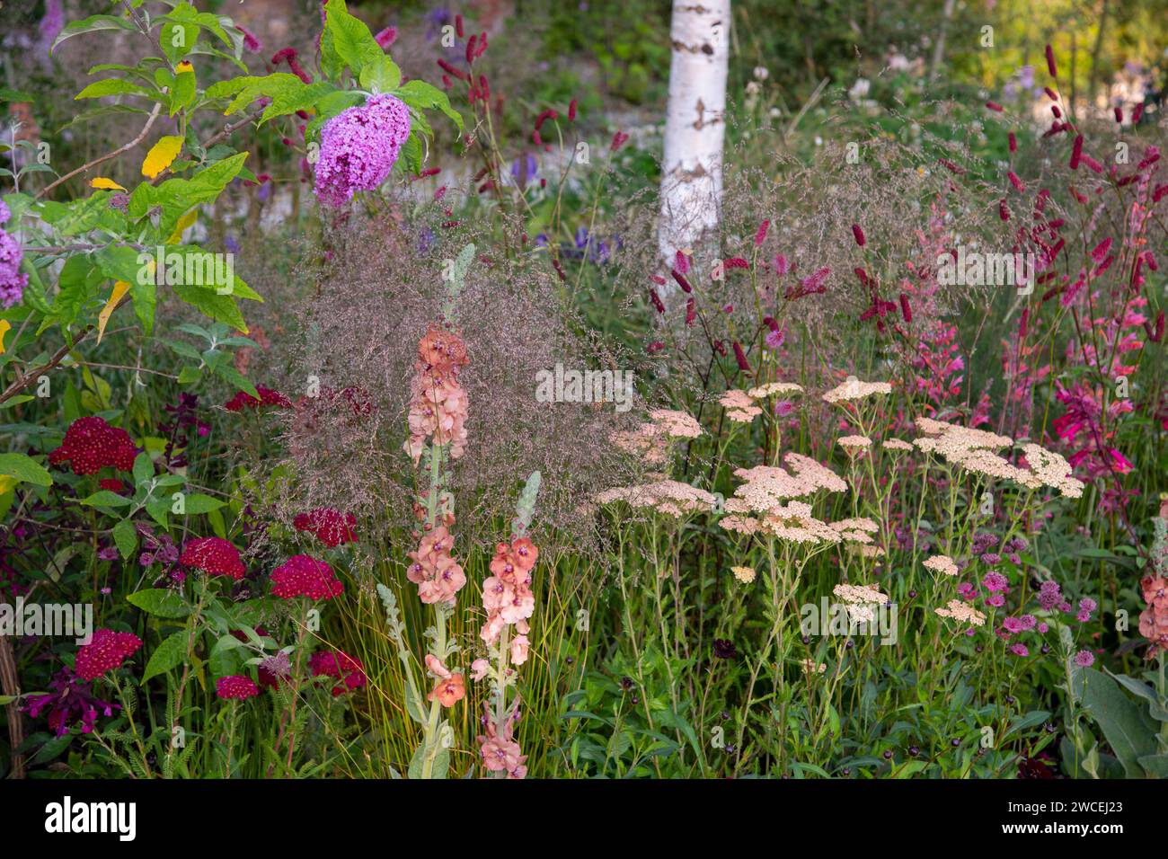 Verbascum 'Helen Johnson', Achillea millefolium 'Salmon Beauty', Achillea millefolium 'Pomegranate' Sanguisorba menziesii umgeben von Deschampsia ce Stockfoto