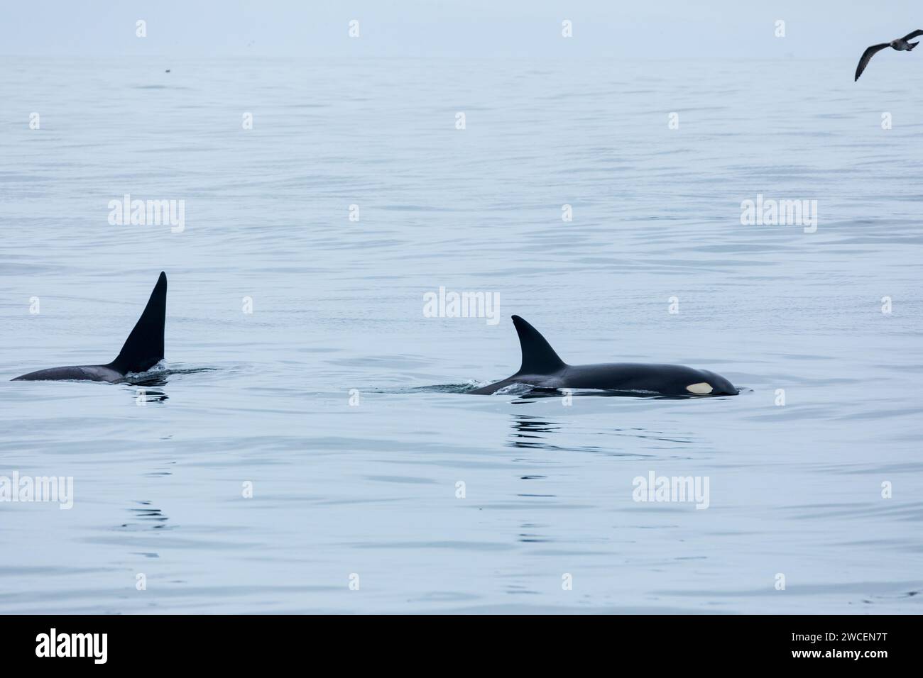 Hohe schwarze Flossen von Killerwalen durchbrechen die Oberfläche des blauen grauen Ozeanwassers, während Möwen kreisen Stockfoto