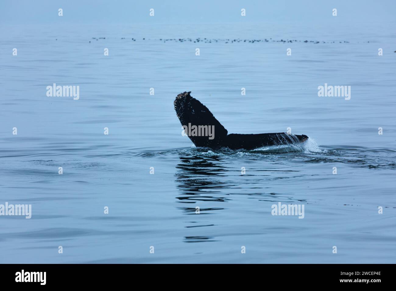 Fleck von Buckelwalen im blauen grauen Meer Stockfoto