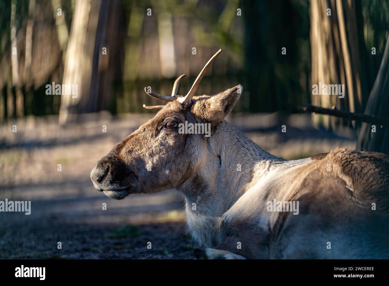 Ein majestätisches Rentier im Zoo von Rotterdam, Niederlande Stockfoto