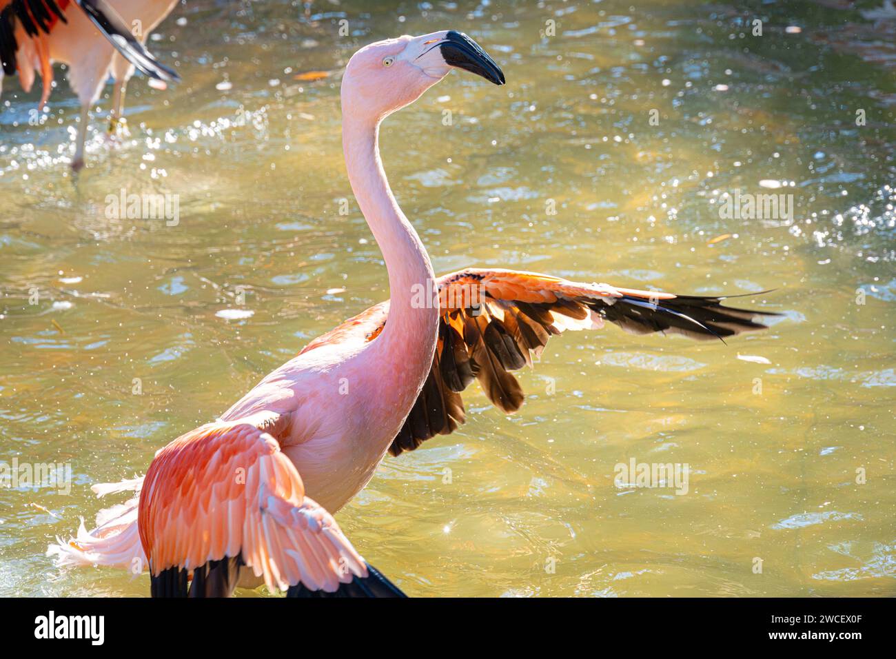 Flapping chilenischer Flamingo (Phoenicopterus chilensis) im Zoo Atlanta in Atlanta, Georgia. (USA) Stockfoto