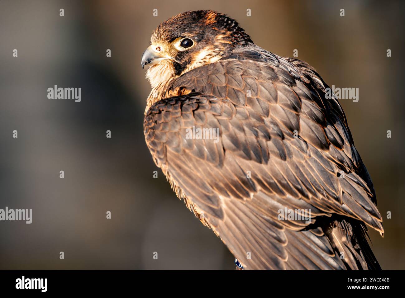 Ein majestätischer brauner Falke thront auf einer zerklüfteten Felsformation, dessen durchdringender Blick auf die Umgebung gerichtet ist Stockfoto