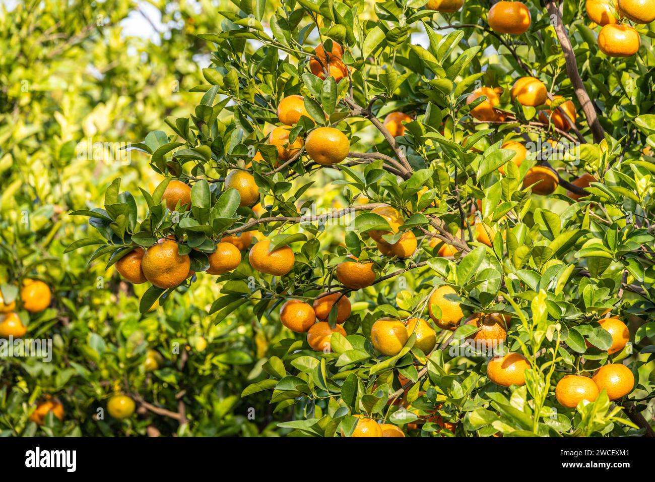 Reife Orangen aus Florida, bereit für die Ernte in einem Zitrushain in Groveland, Florida. (USA) Stockfoto