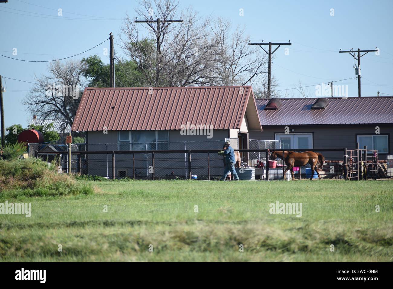 Mann, der ein Handy benutzt und eine Handvoll Heu für seine Pferde in seinem Landhaus in Raymer Colorado trägt - Juni 2023 Stockfoto