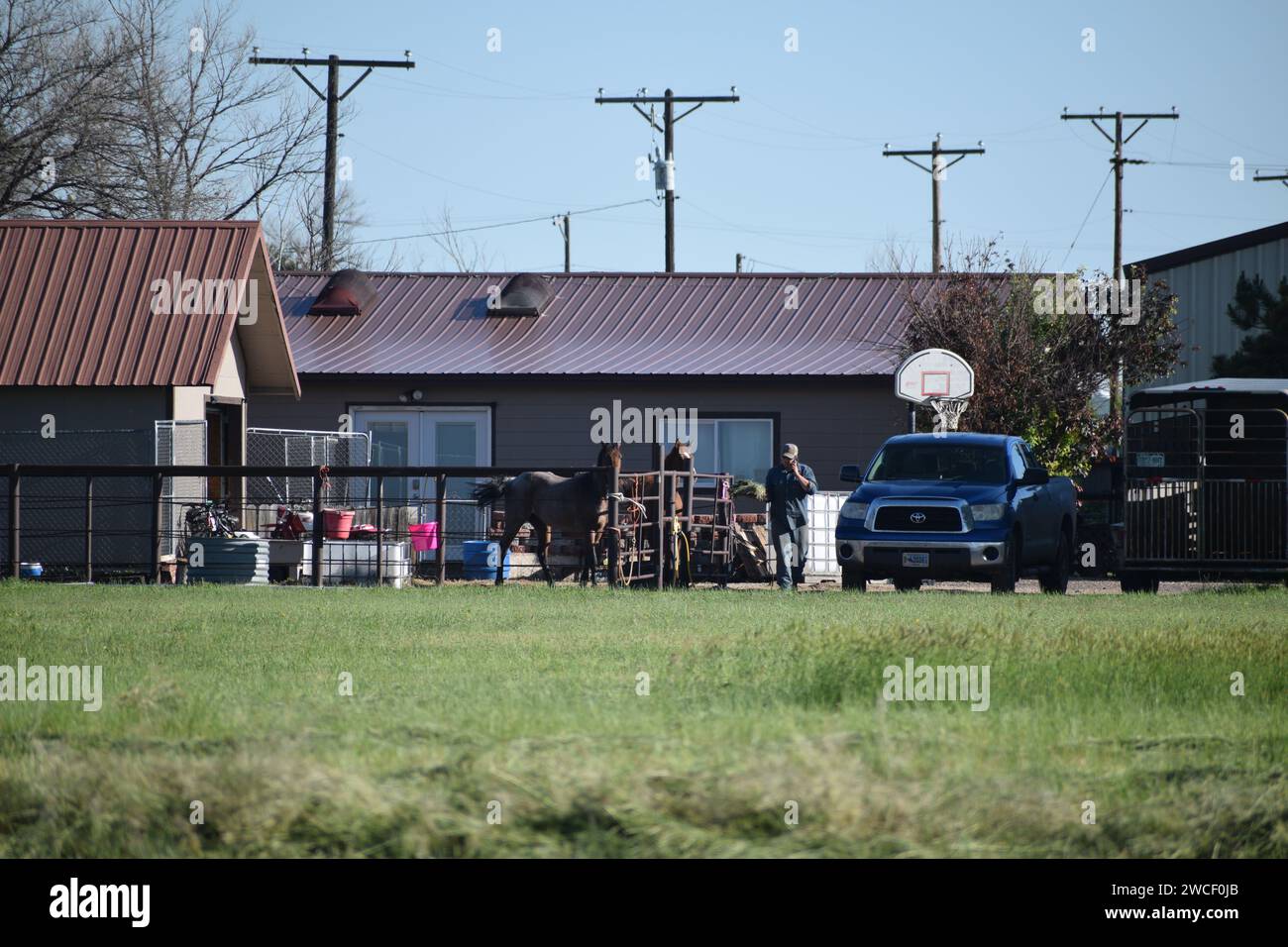 Mann, der ein Handy benutzt und eine Handvoll Heu für seine Pferde in seinem Landhaus in Raymer Colorado trägt - Juni 2023 Stockfoto