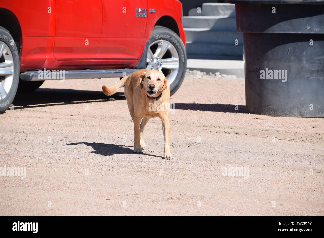 Neugieriger hellbrauner Hund nähert sich einer Person auf seinem Grundstück - Juni 2023 Stockfoto