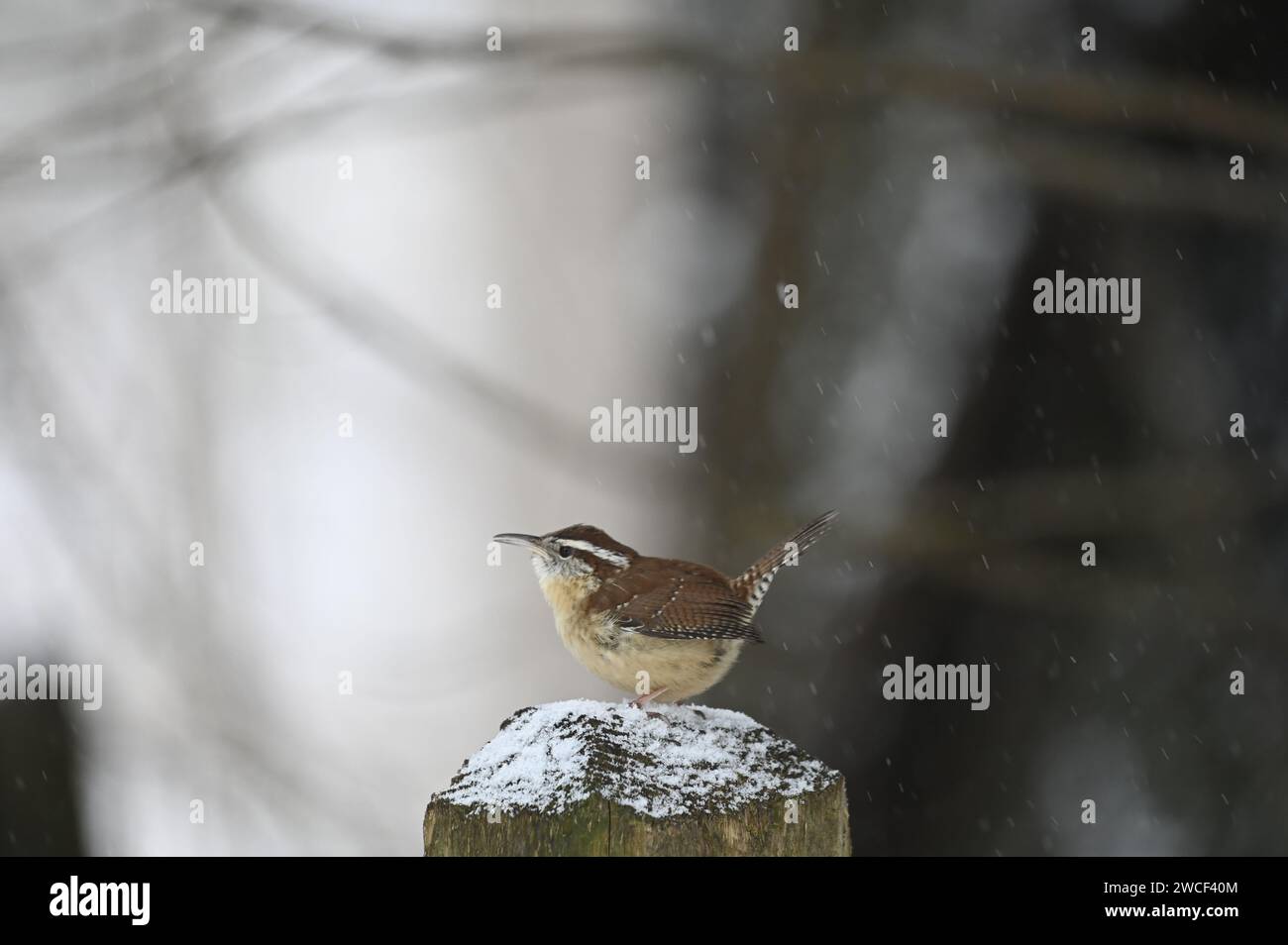 VEREINIGTE STAATEN: 15. 01. 2023: Wenn Sie heute Morgen zur Arbeit gegangen sind, ist es an der Zeit, nach Hause zu gehen. Es gab eine kurze Schneeintensität am Mittag Stockfoto