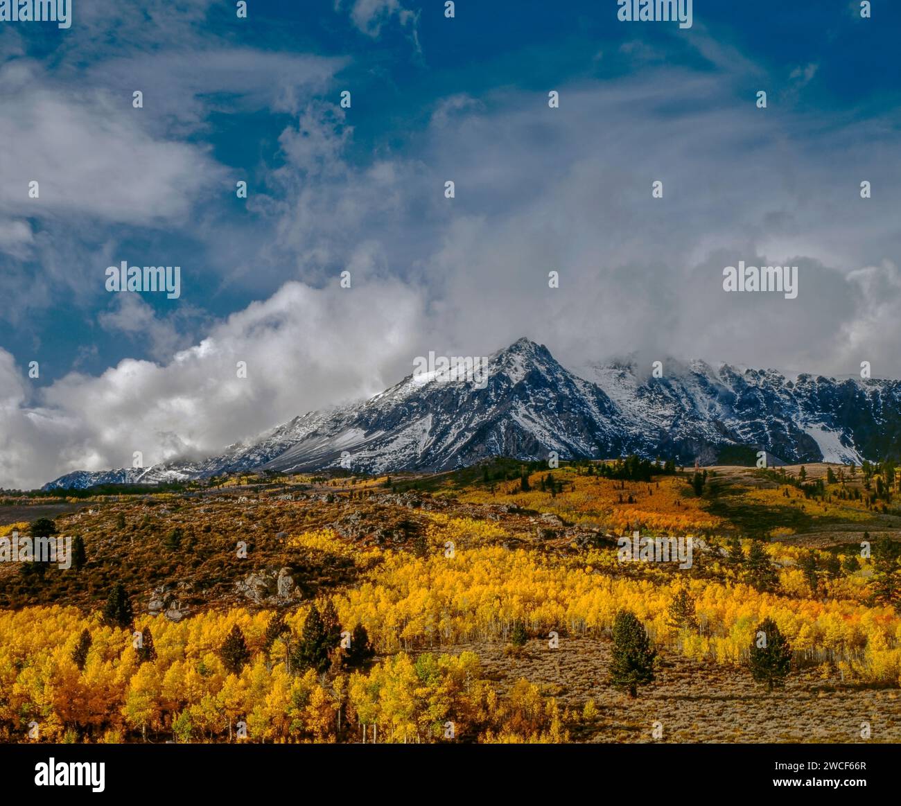 Clearing Storm, Aspens, Mount Wood, Ansel Adams Wilderness, Inyo National Forest, Eastern Sierra, Kalifornien Stockfoto