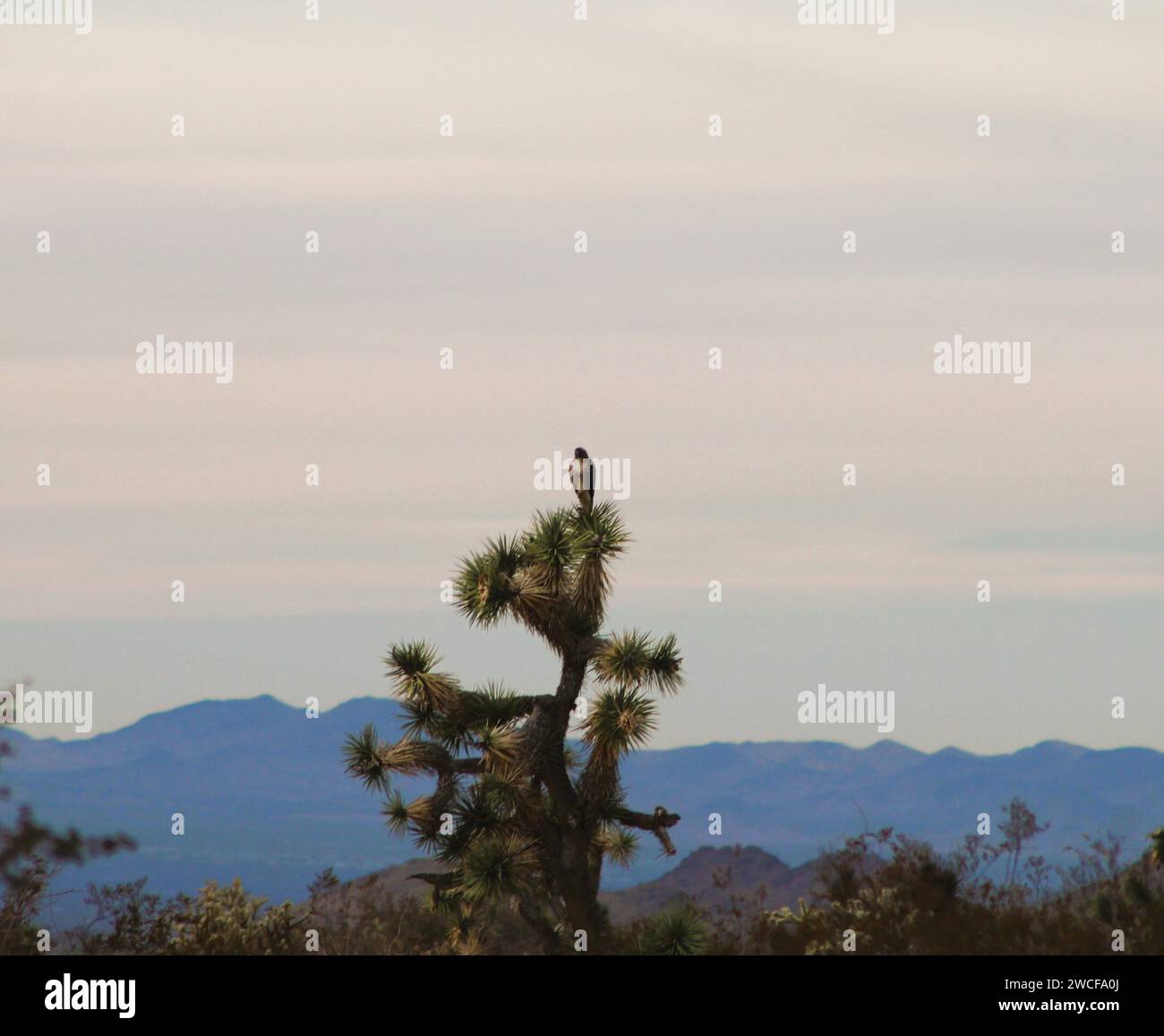 Hawk on a Joshua Tree in Mohave County, Az mit Blick nach Westen nach Kalifornien Hintergrund: Berge in Arizona und Kalifornien. Stockfoto