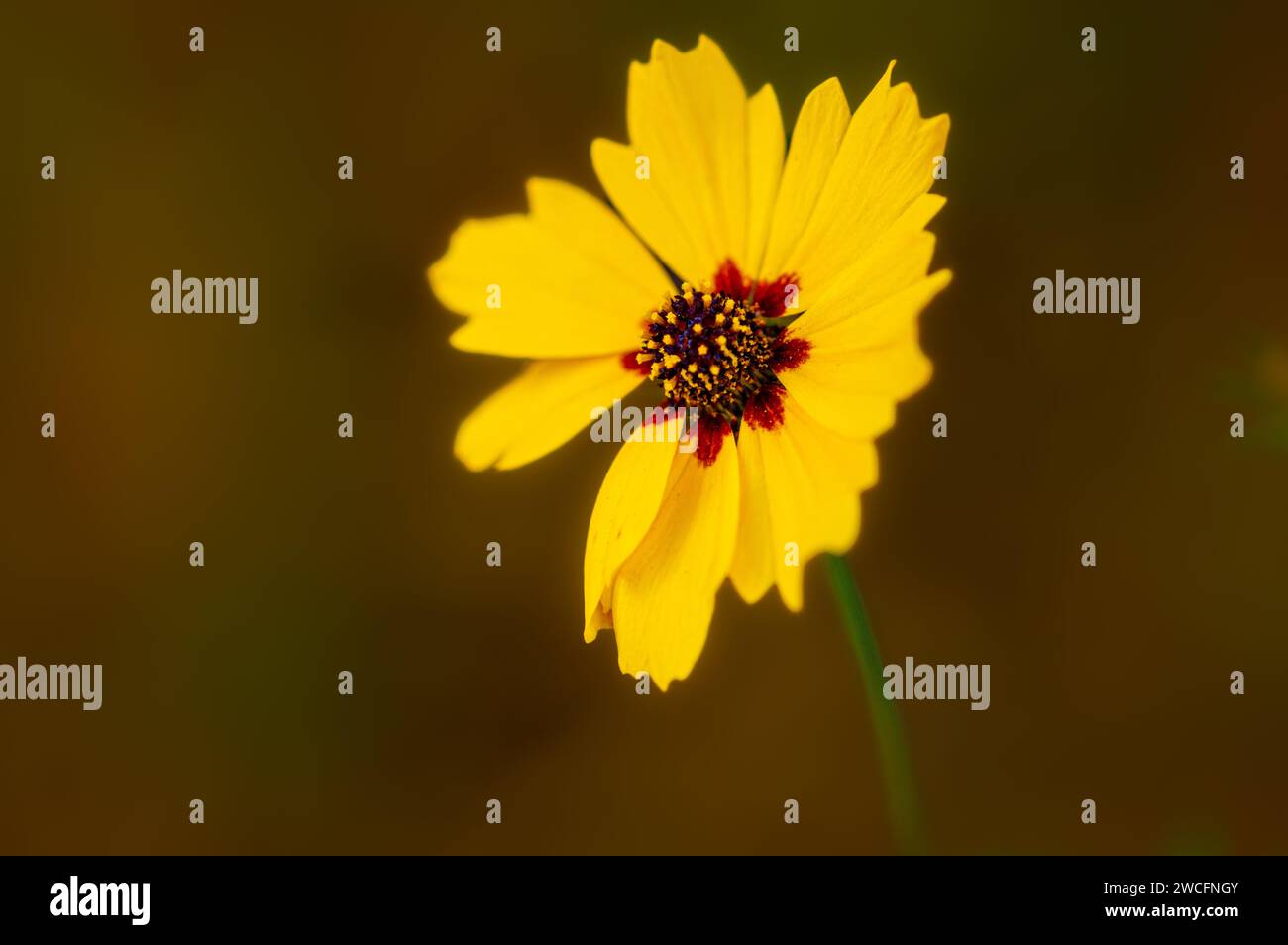 Leuchtend gelbe Blume mit schwarzen und roten Akzenten Stockfoto