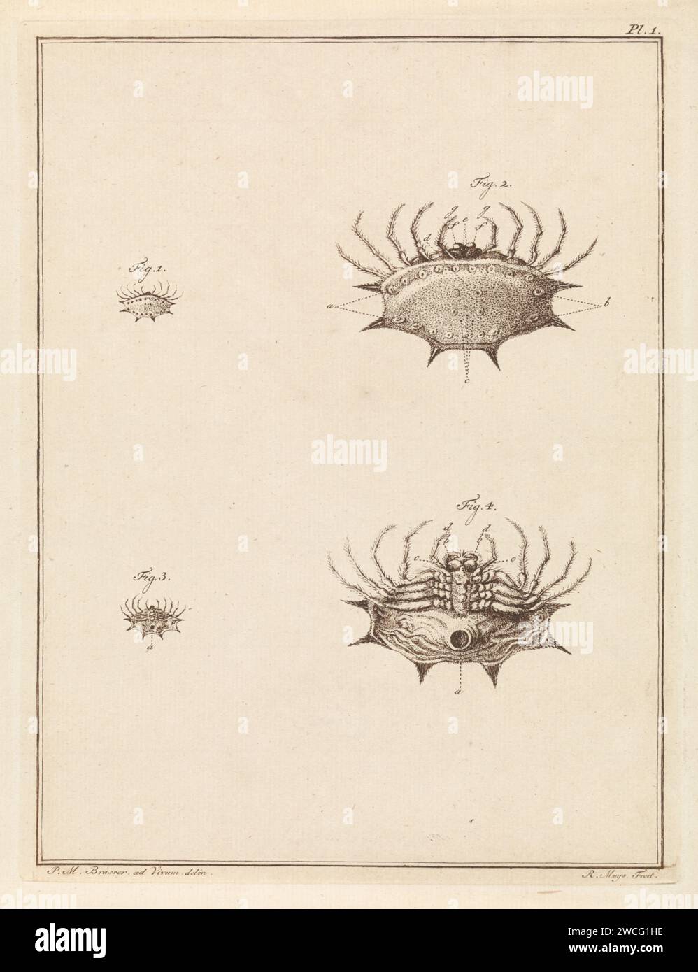 Schulppin, Robert Muys, nach P.M. Brasser, 1778 Druckbilder einer Muschelspinne, der Aranea Conchata. Eine Ober- und Unteransicht in Originalgröße und eine Ober- und Unteransicht vergrößert. Oben rechts: pl. 1. Druck aus einem Buch über einheimische und ausländische Land- und Wassertiere. Rotterdam Papierätzspinnen (+ äußeres Aussehen von Tieren) Stockfoto