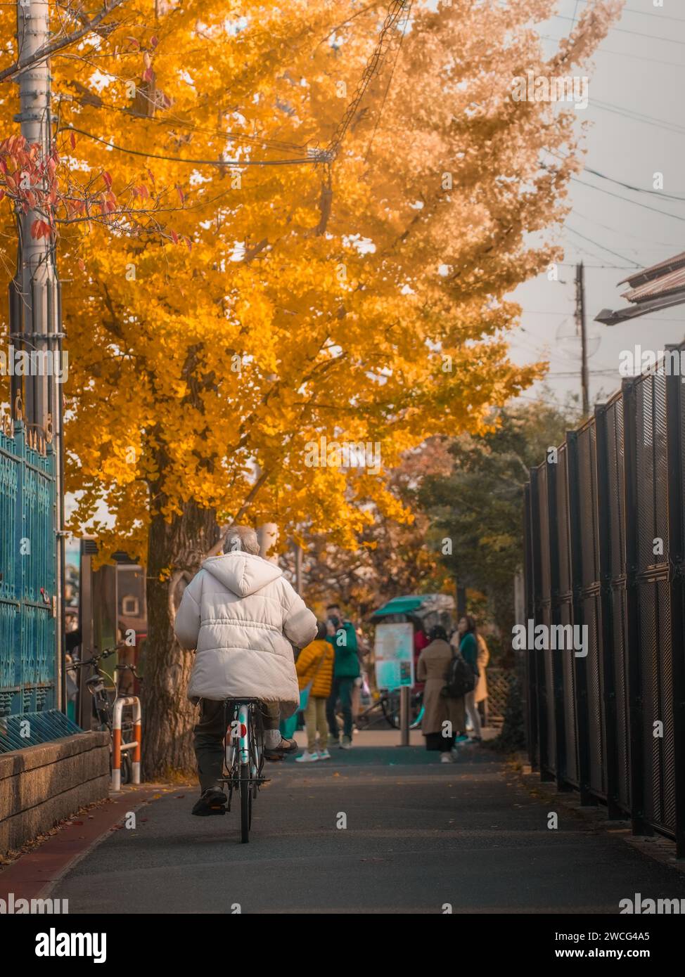 Eine Person, die mit dem Fahrrad auf einem Pfad mit riesigen Herbstblättern auf dem Baum fährt. Autunm-Saison Stockfoto