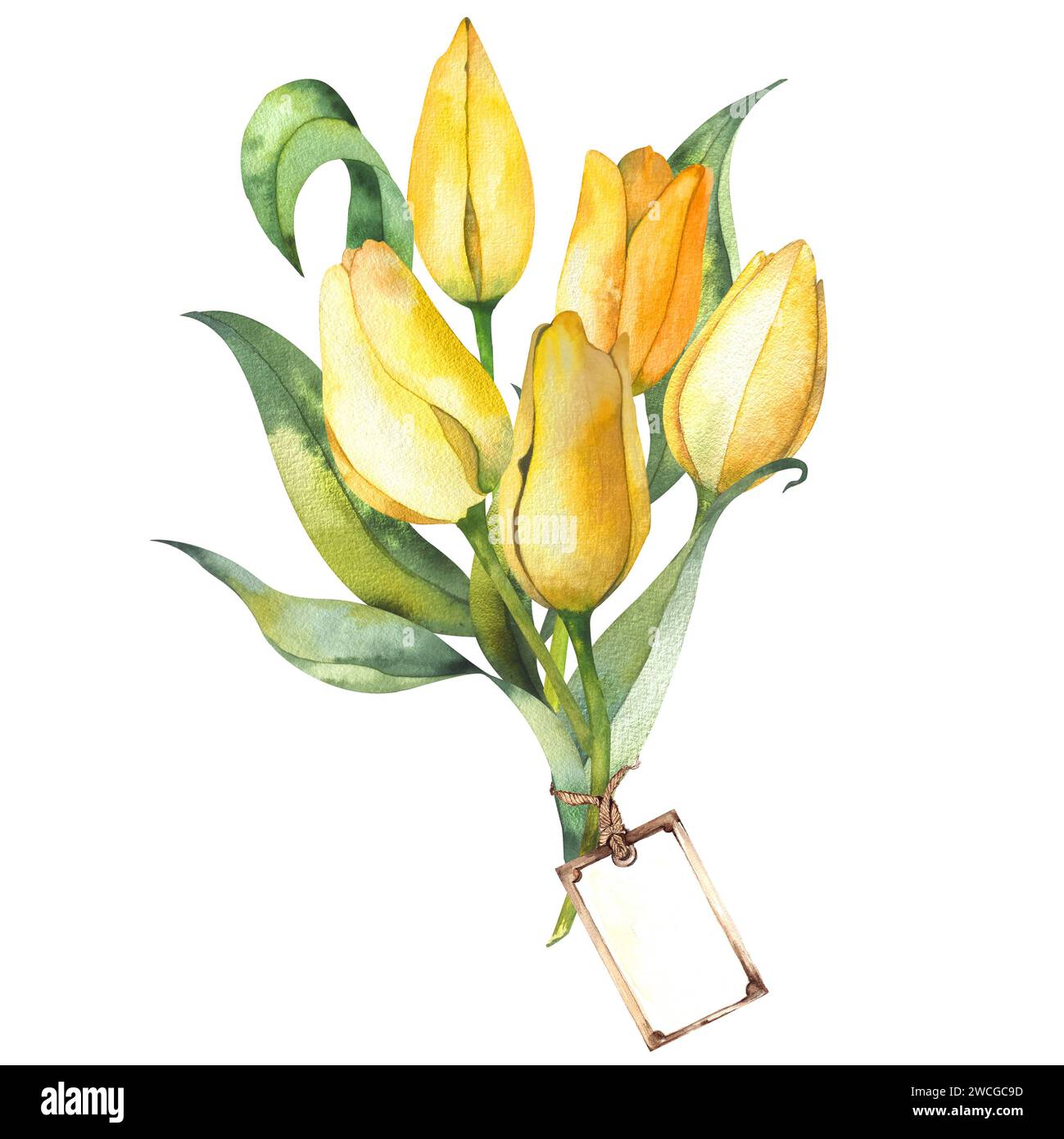 Gelbe Tulpen, Blätter. Ein Frühlingsstrauß mit einem Anhänger auf weißem Hintergrund. Aquarellabbildung. Die Komposition ist handgefertigt. Das Design der Bucht Stockfoto
