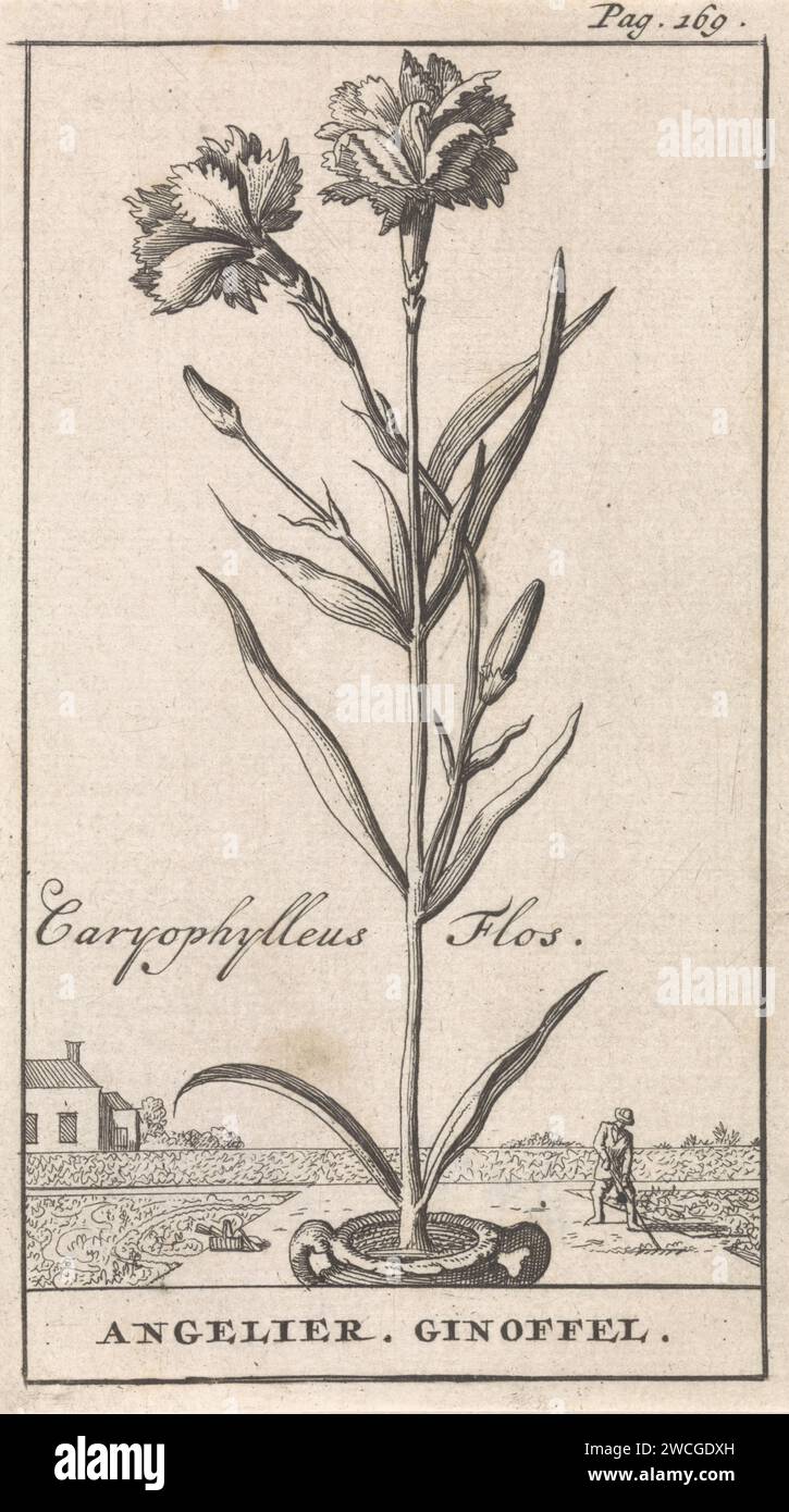 Titelseite und Acht Prints with Flowers, Caspar Luyken, 1698 Printdruck oben rechts markiert: S. 169. Amsterdamer Papierätzer Pflanzen und Kräuter Stockfoto