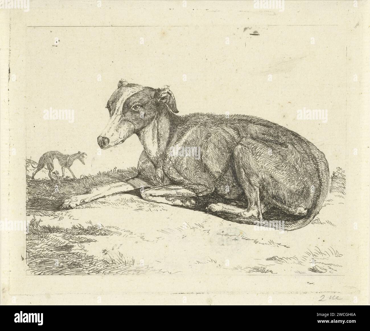 Hazewindhonden, Jan Dasveldt, 1780 - 1855 Druck Amsterdam Papier ätzenden Hund Stockfoto