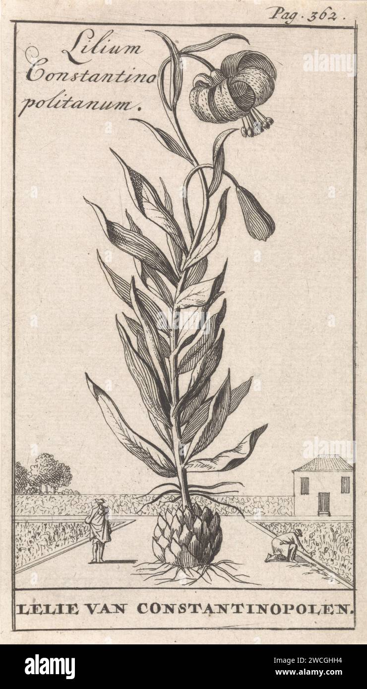 Lelie van Constantinople, Caspar Luyken, 1698 Druck oben rechts markiert: S. 362. Amsterdamer Papierätzer Pflanzen und Kräuter Stockfoto