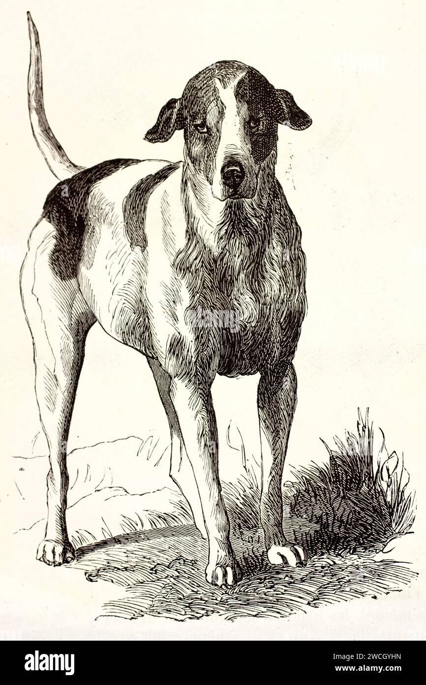 Alte Illustration eines amerikanischen englischen Koonhounds. Erstellt von Gelibert, veröffentlicht auf Brehm, Les Mammifers, Baillière et fils, Paris, 1878 Stockfoto