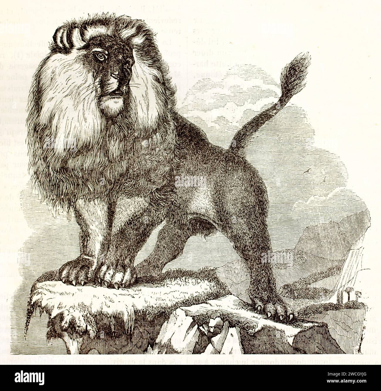 Berberlöwe (Panthera leo leo) mit majestätischer Mähne auf felsigem Felsvorsprung, ausdrucksstarker Holzschnitt-Stil. Veröffentlicht 1878 von Brehm, Baillière et fils, Stockfoto