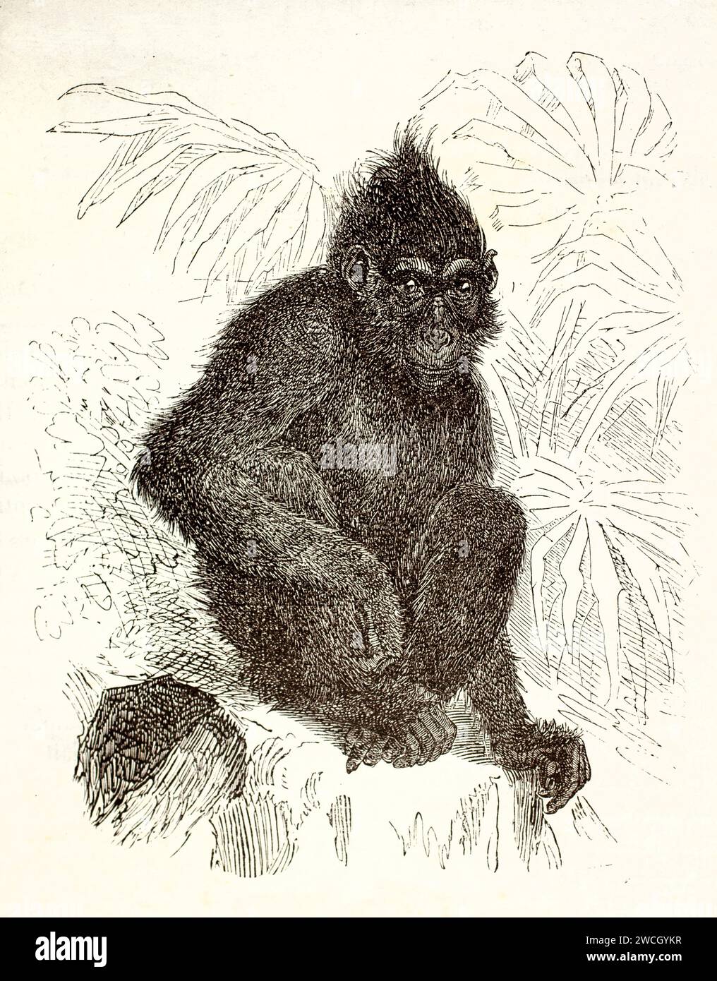 Alte gravierte Illustration von Black Ape. Erstellt von Kertschmer und Illner, veröffentlicht auf Brehm, Les Mammifers, Baillière et fils, Paris, 1878 Stockfoto