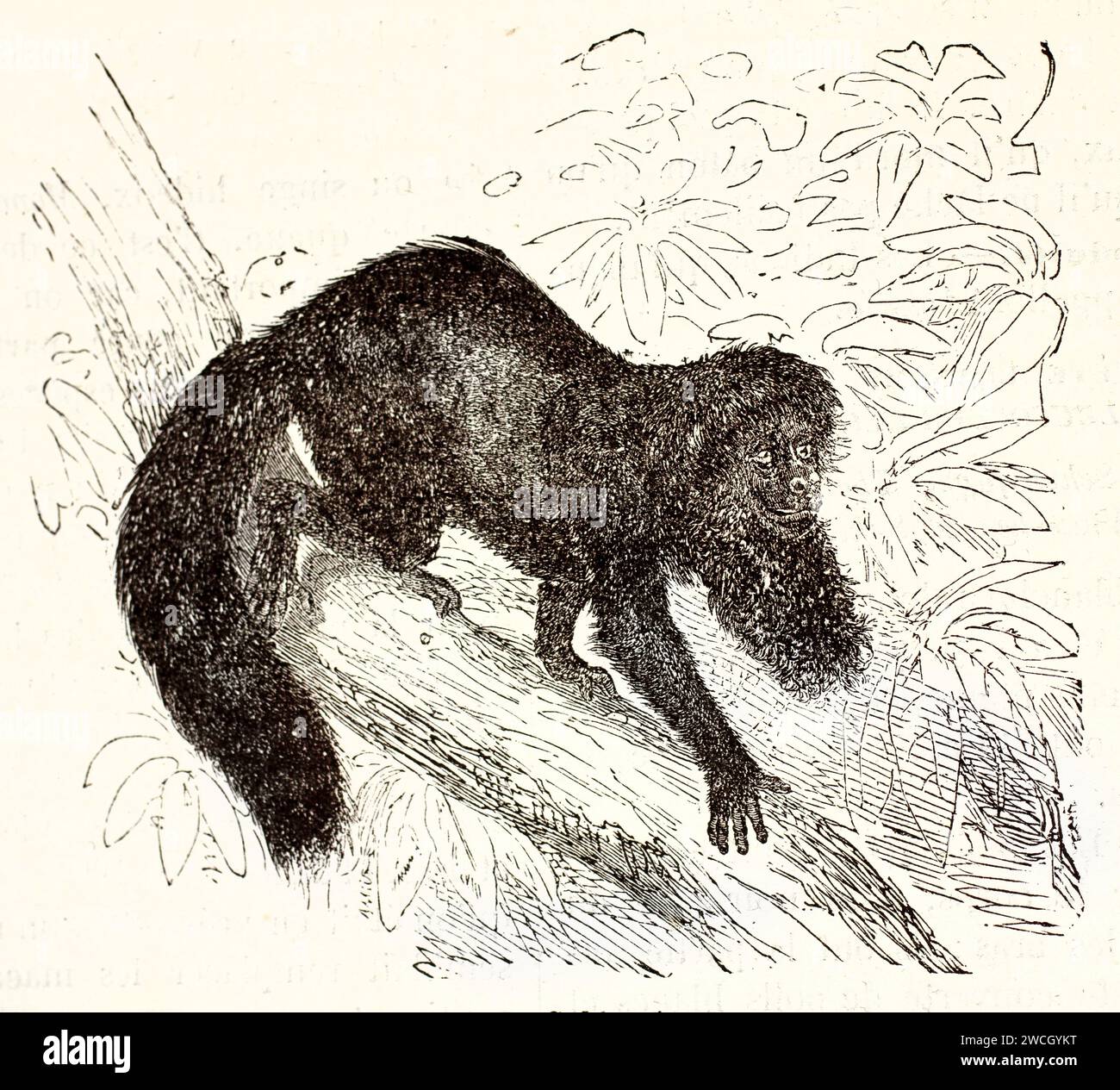 Schwarzbärtige saki (Chiropotes satanas), die einen schrägen Ast absteigen, mit ausdrucksstarkem Gesicht und Kinnfell. Veröffentlicht 1878 von Brehm, Baillière et fils, Stockfoto