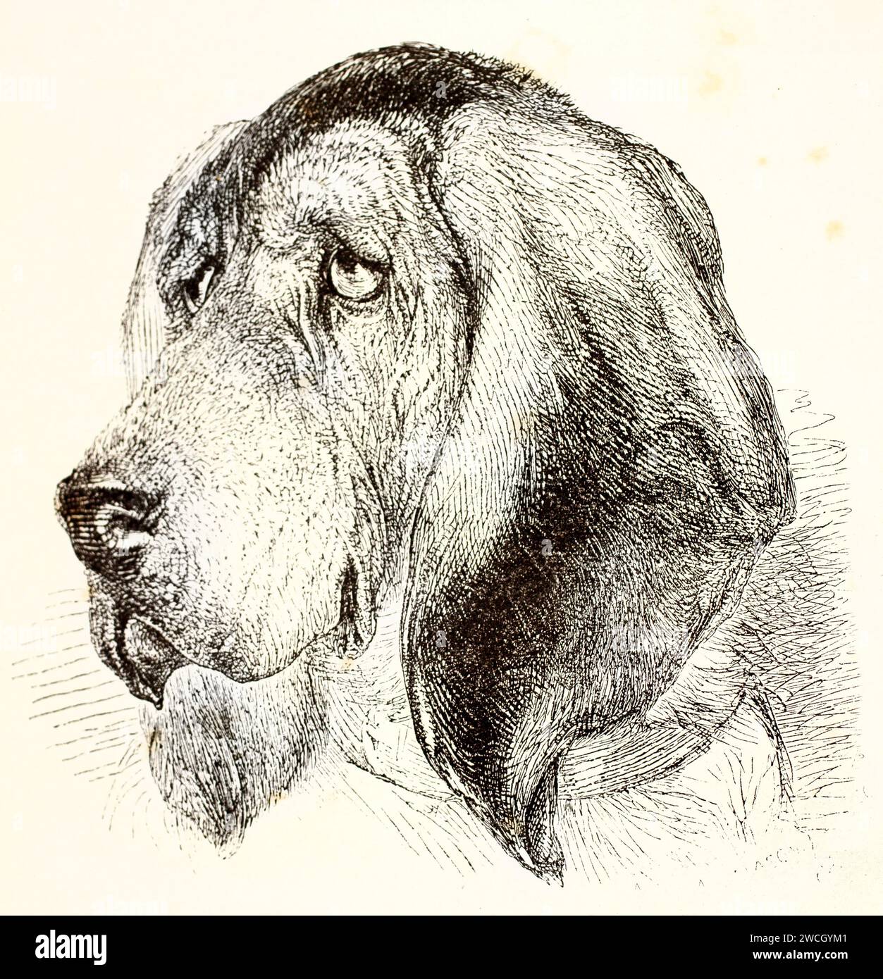 Bluthund Kopf in ausdrucksstarker Dreiviertelansicht, Fokus auf Gesichtszüge und Blick. Spontanes Linearwork verblasst in leeren Hintergrund. 1878 Stockfoto