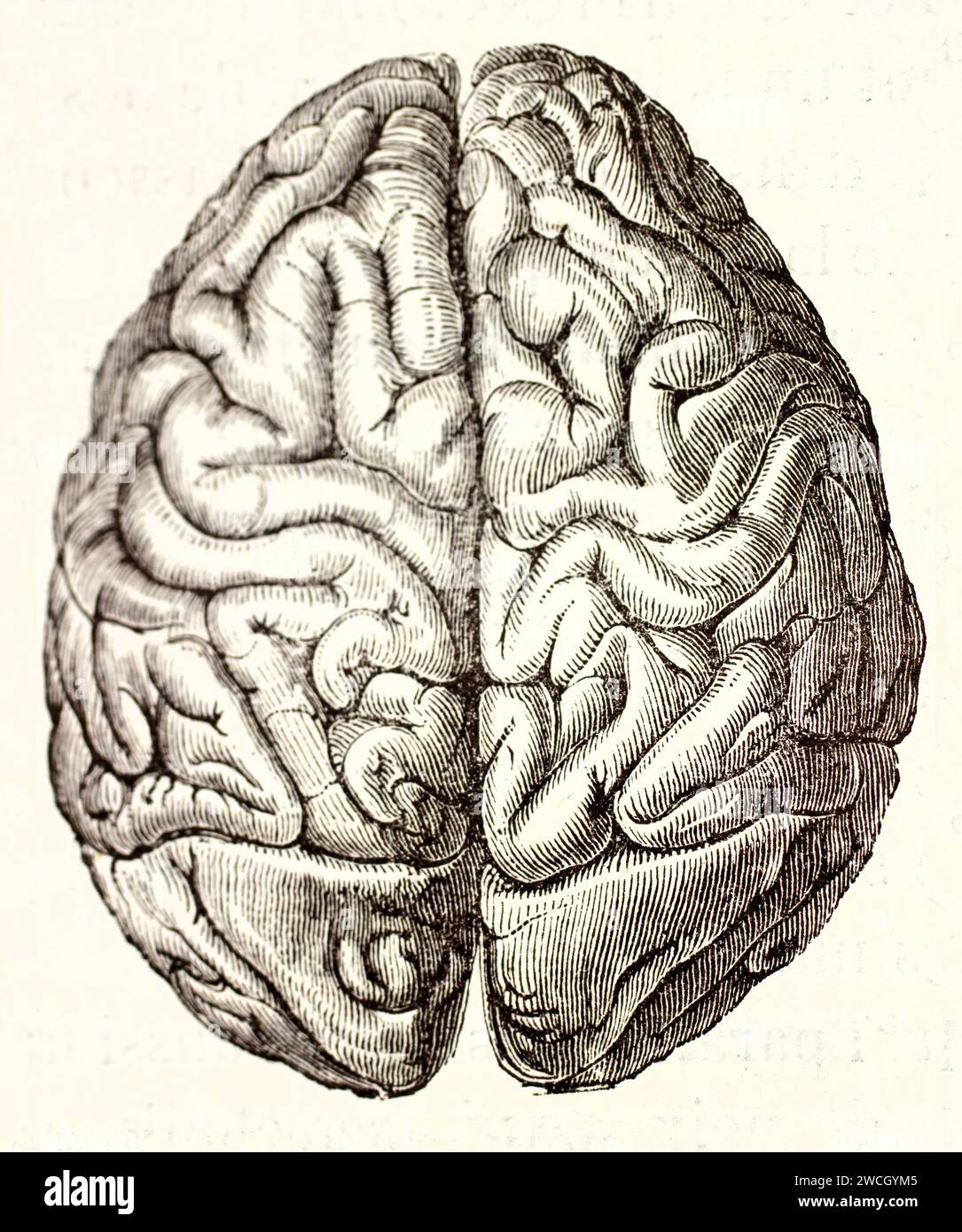 Alte gravierte Illustration des menschlichen Gehirns von oben. Von unbekanntem Autor, veröffentlicht auf Brehm, Les Mammifers, Baillière et fils, Paris, 1878 Stockfoto