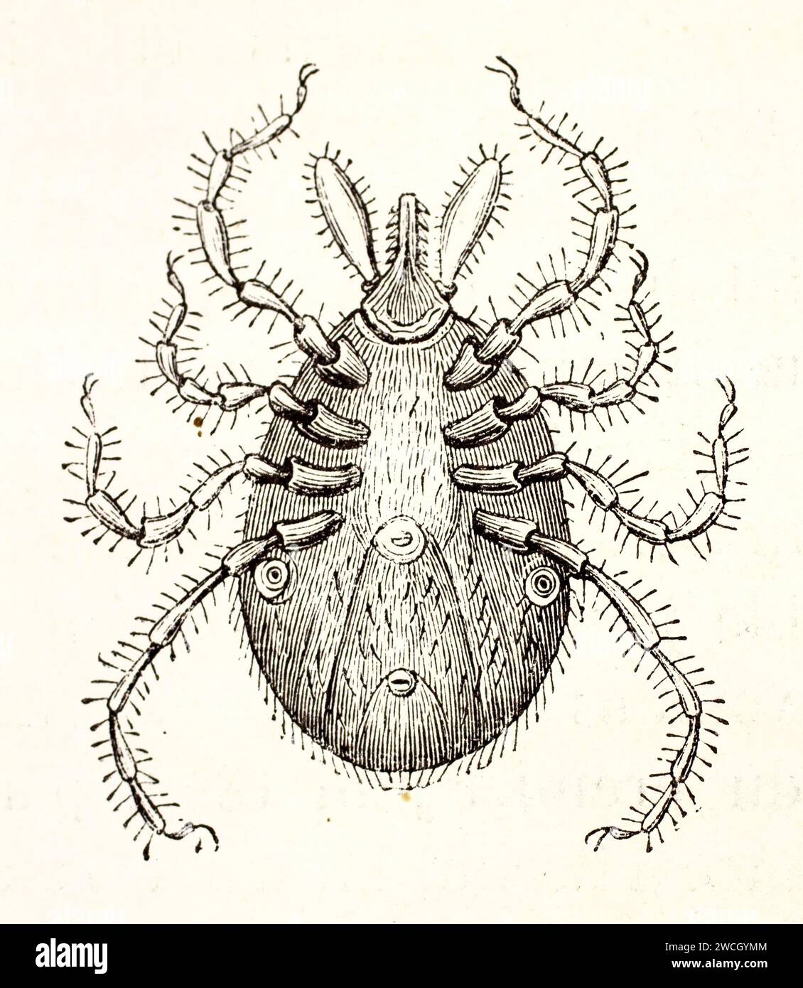 Alte gravierte Abbildung von Castor bin Tick (Ixodes ricinus). Erstellt von Cauvet nach Leuckaert, veröffentlicht auf Brehm, Les Mammifers, Baillière et fils Stockfoto