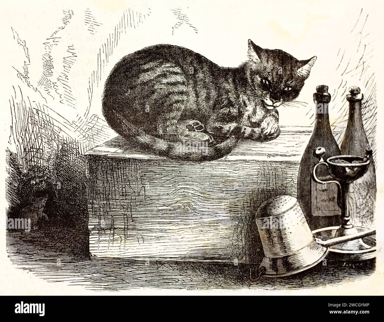 Alte 1878 Gravur einer Hauskatze, die auf einer Kiste in einem Keller hockte, mit Flaschen und einer versteckten Maus. Ausdrucksstarkes Linework und naturalistisches Rendering. Stockfoto Alte 1878 Gravur einer Hauskatze, die auf einer Kiste in einem Keller hockte, mit Flaschen und einer versteckten Maus. Ausdrucksstarkes Linework und naturalistisches Rendering. Stockfoto