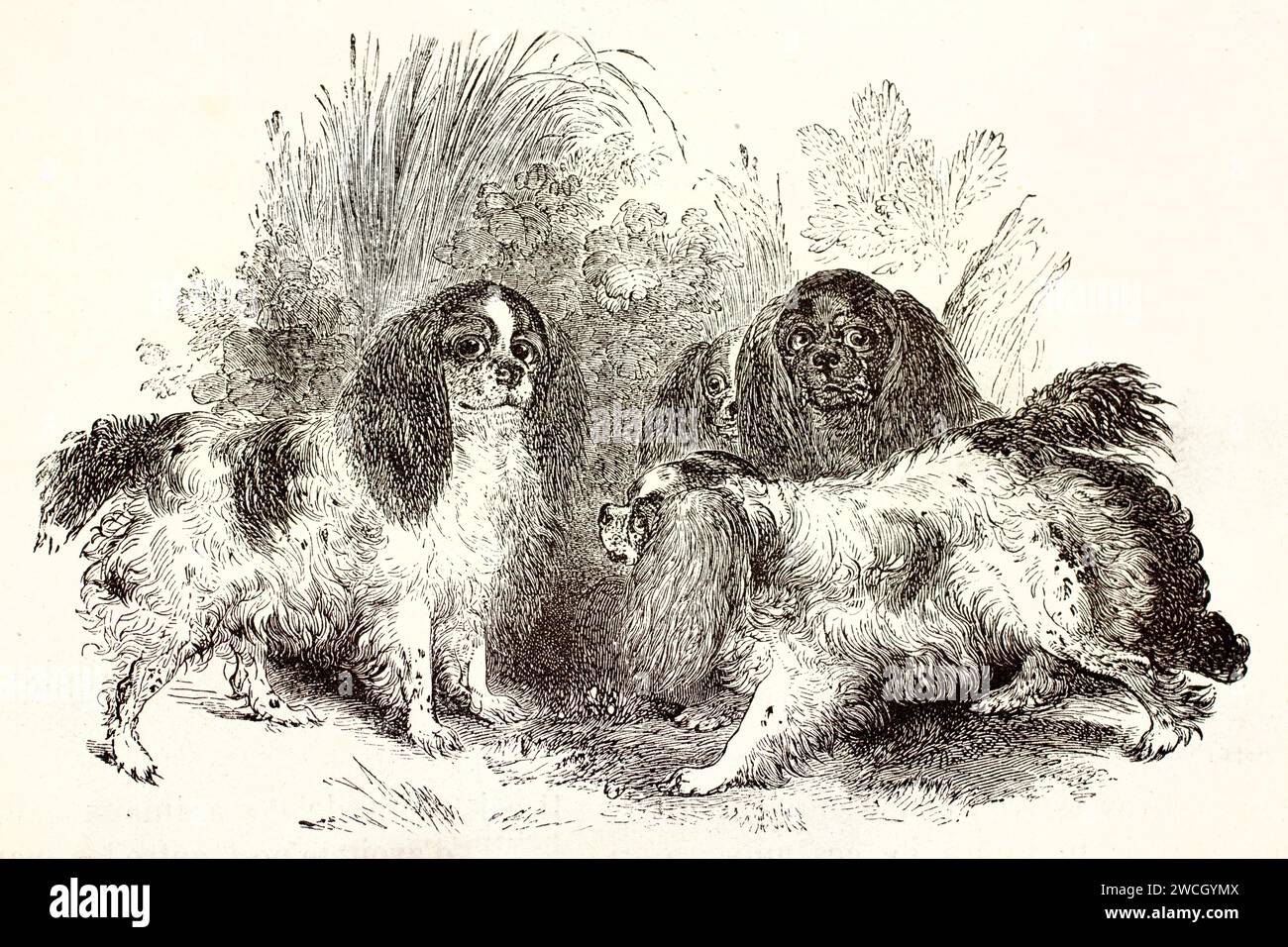 Alte gravierte Illustration des Kavalierkönigs Charles Spaniel. Von unbekanntem Autor, veröffentlicht auf Brehm, Les Mammifers, Baillière et fils, Paris, 1878 Stockfoto
