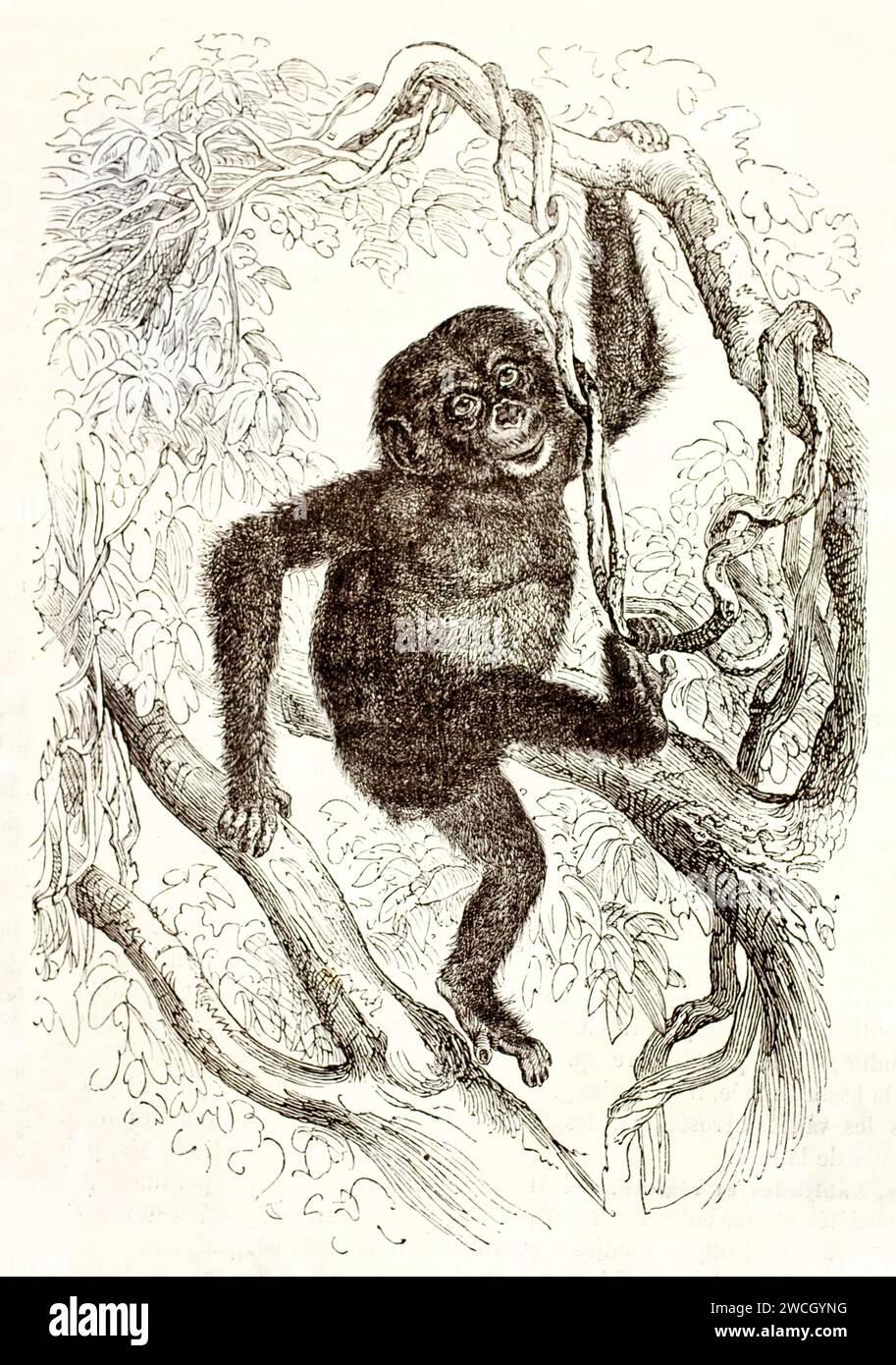 Schimpansen klettern auf verdrehten Ästen, umgeben von dichtem Laub. Ausdrucksstarkes Rendering von Holzschnitten. Naturalistische Darstellung von Kretschmer, erschienen 1878. Stockfoto