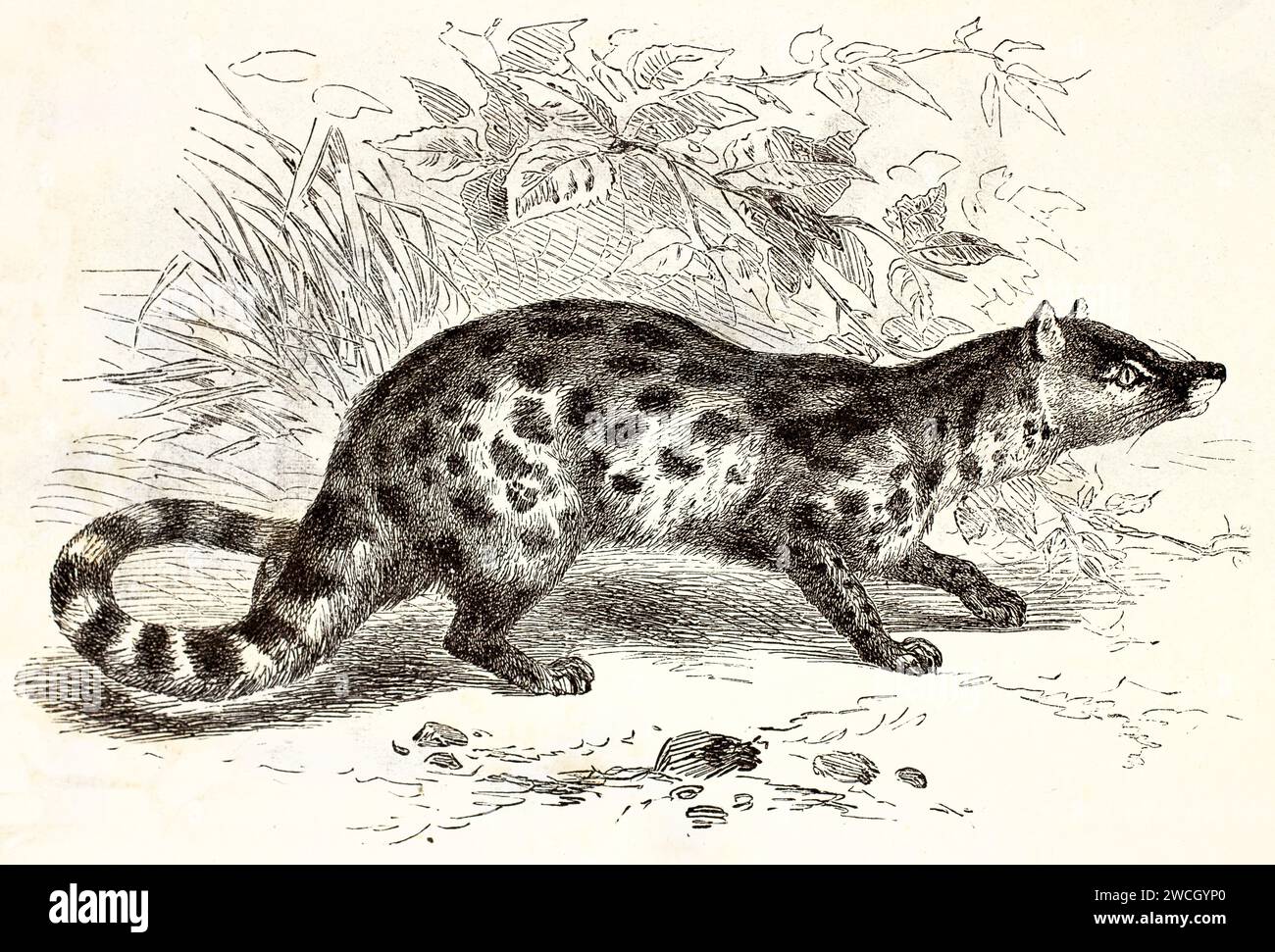 genet (Genetta genetta) geht vorsichtig durch stilisiertes Unterholz. Ausdrucksstarke Holzschnitt-Linework fängt den gepunkteten Mantel und den gestreiften Schwanz ein Stockfoto