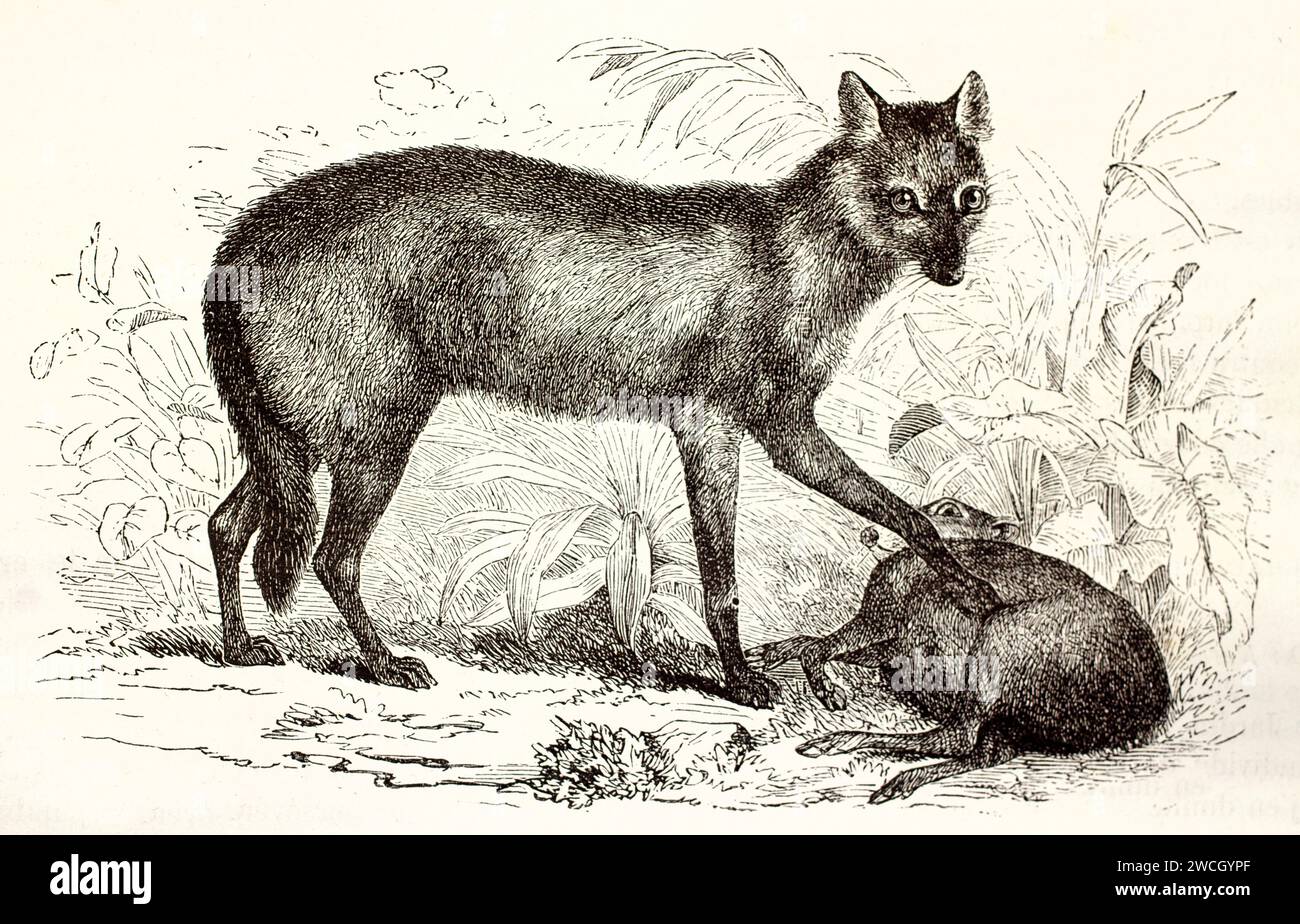 Krabbenfressender Fuchs (Cerdocyon thous), der Beute in natürlichem Gelände unterdrückt. 1878 Holzschnitt-Gravur veranschaulicht eine vorsichtige, aufmerksame Haltung vor dem Füttern. Stockfoto