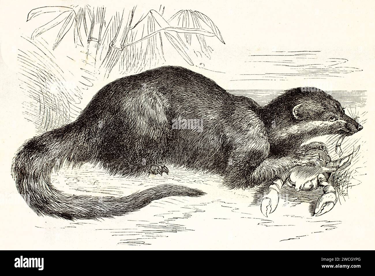 Krabbenfressender Mungos (Urva urva), der eine Krabbe auf einem Küstengelände hält. Der expressive Holzschnitt von 1878 zeigt sein natürliches Raubverhalten. Stockfoto