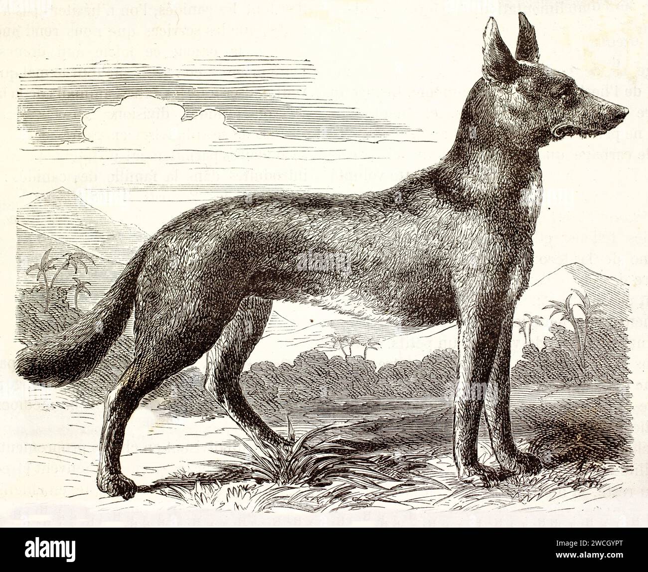 Seitenansicht eines Dhole (Cuon alpinus) in natürlichem Lebensraum, wachsam und stehend. Ausdrucksstarker Tierstich im Holzschnitt, der 1878 für Brehms Wo veröffentlicht wurde Stockfoto