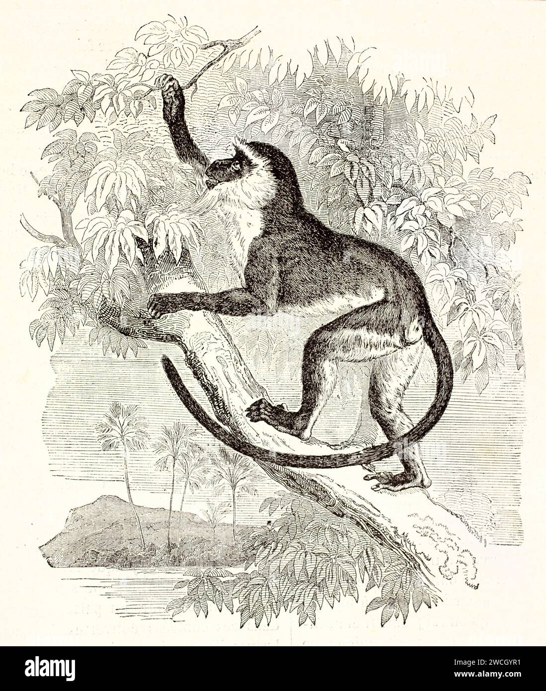 Alte gravierte Illustration von Diana Monkey, der auf einen Baum klettert. Von unbekanntem Autor, veröffentlicht auf Brehm, Les Mammifers, Baillière et fils, Paris, 1878 Stockfoto