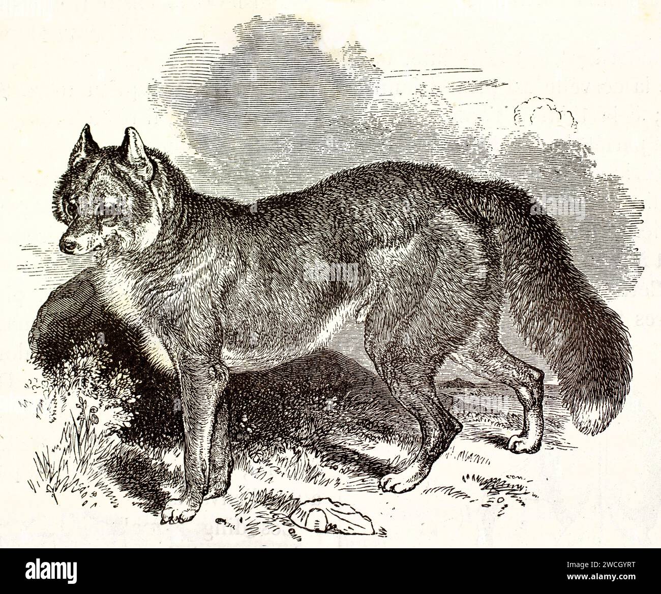 Dingo (Canis Lupus dingo) steht wachsam in grasbewachsenem Gelände. Der ausdrucksstarke Holzschnitt von 1878 unterstreicht die wilde Hundeform und den räuberischen Blick. Stockfoto
