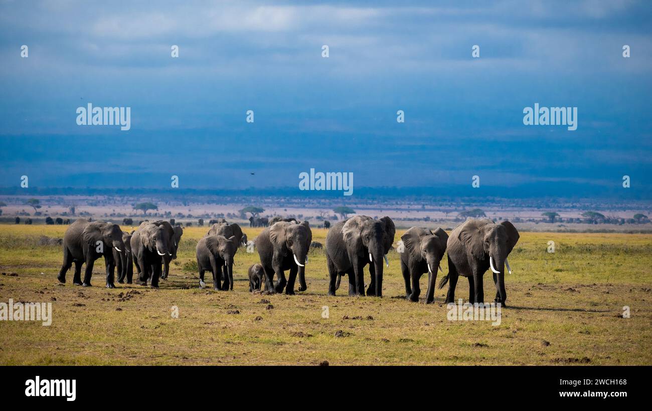 Magische Wildlife Safaris Stockfoto