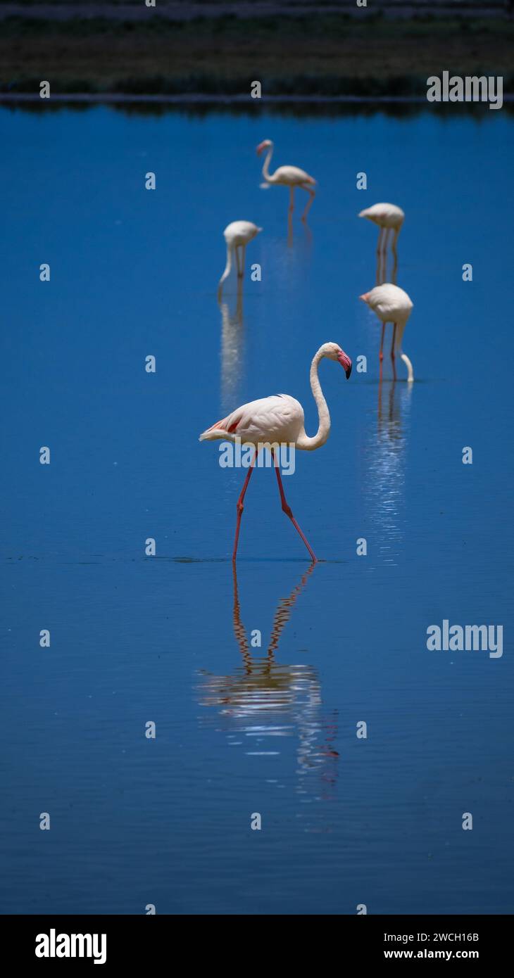 Magische Wildlife-Safaris Stockfoto