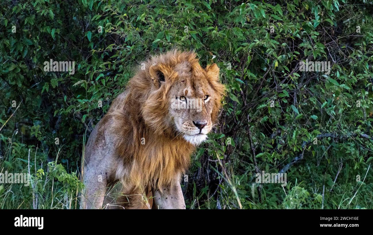 Magische Wildlife-Safaris Stockfoto