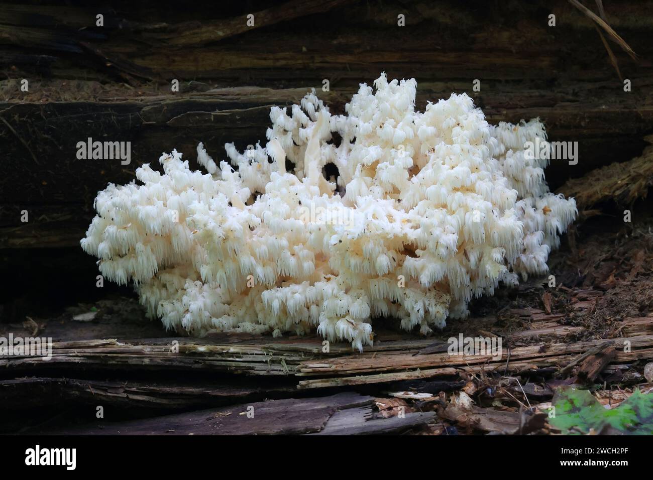 Hericium coralloides, bekannt als Korallenzahnpilz, wilder Pilz aus Finnland Stockfoto