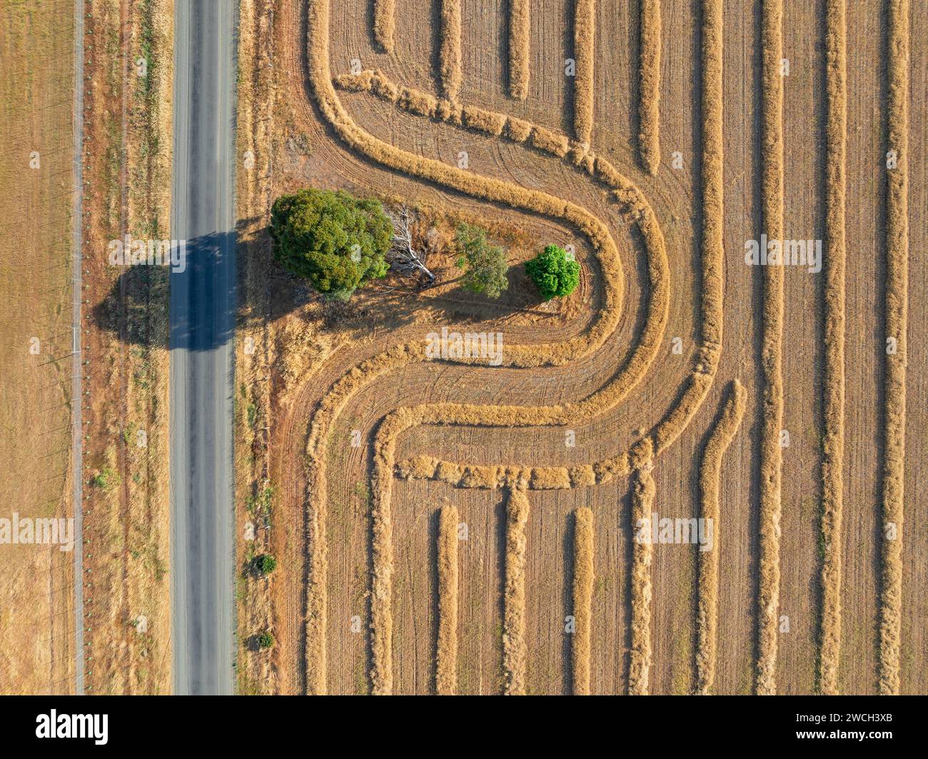 Luftaufnahme von Erntelinien um einen Baum auf einem Feld entlang einer geraden Landstraße bei Moolort in Central Victoria, Australien. Stockfoto