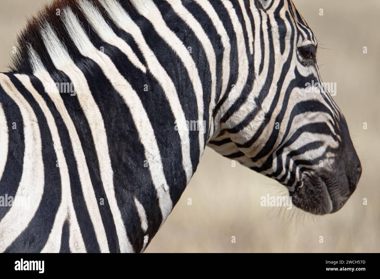 Sind Zebras Schwarz Mit Weißen Streifen