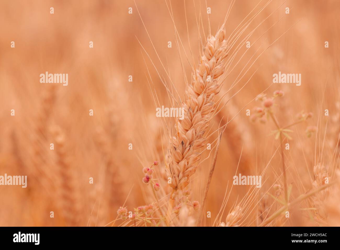 Gesundes reifes Weizenohr auf Kulturfeld mit etwas Unkraut im Hintergrund, selektiver Fokus Stockfoto