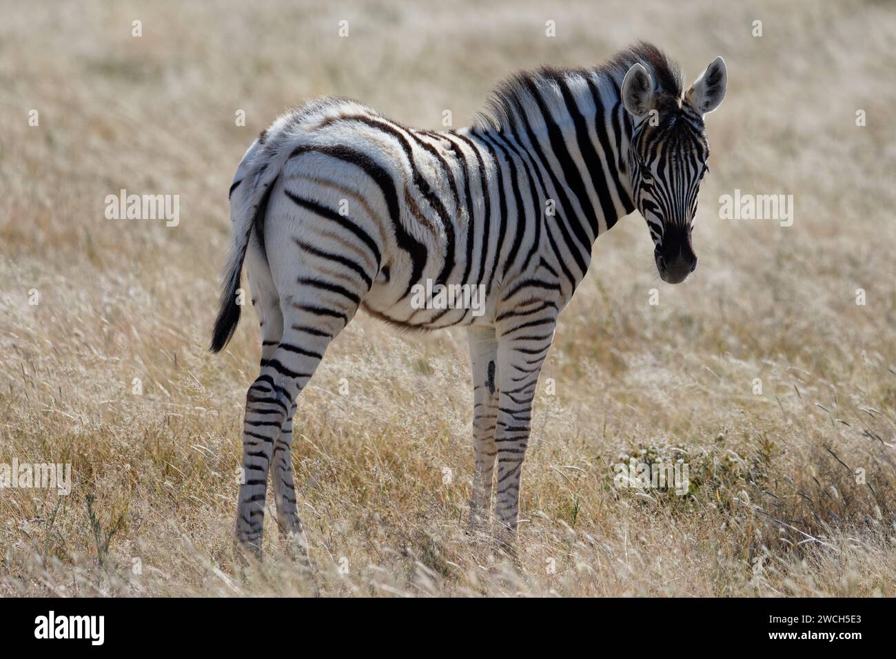 Ein Baby-Zebra blickt zur Kamera und sieht den Fotografen an. Seine Mutter ist auch auf dem Foto. Stockfoto