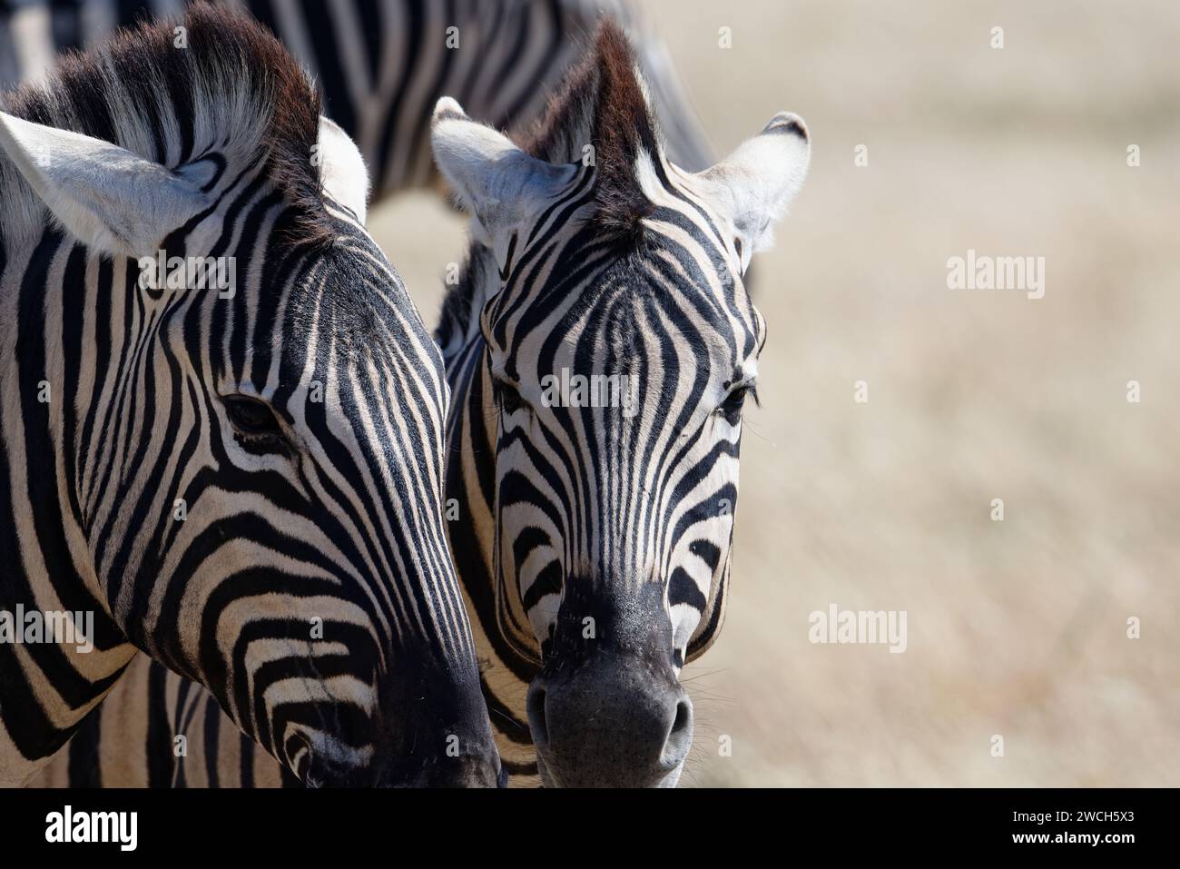 Zwei Zebras scheinen wütend aufeinander zu sein. Beide haben ihre Ohren wieder auf dem Kopf. Stockfoto