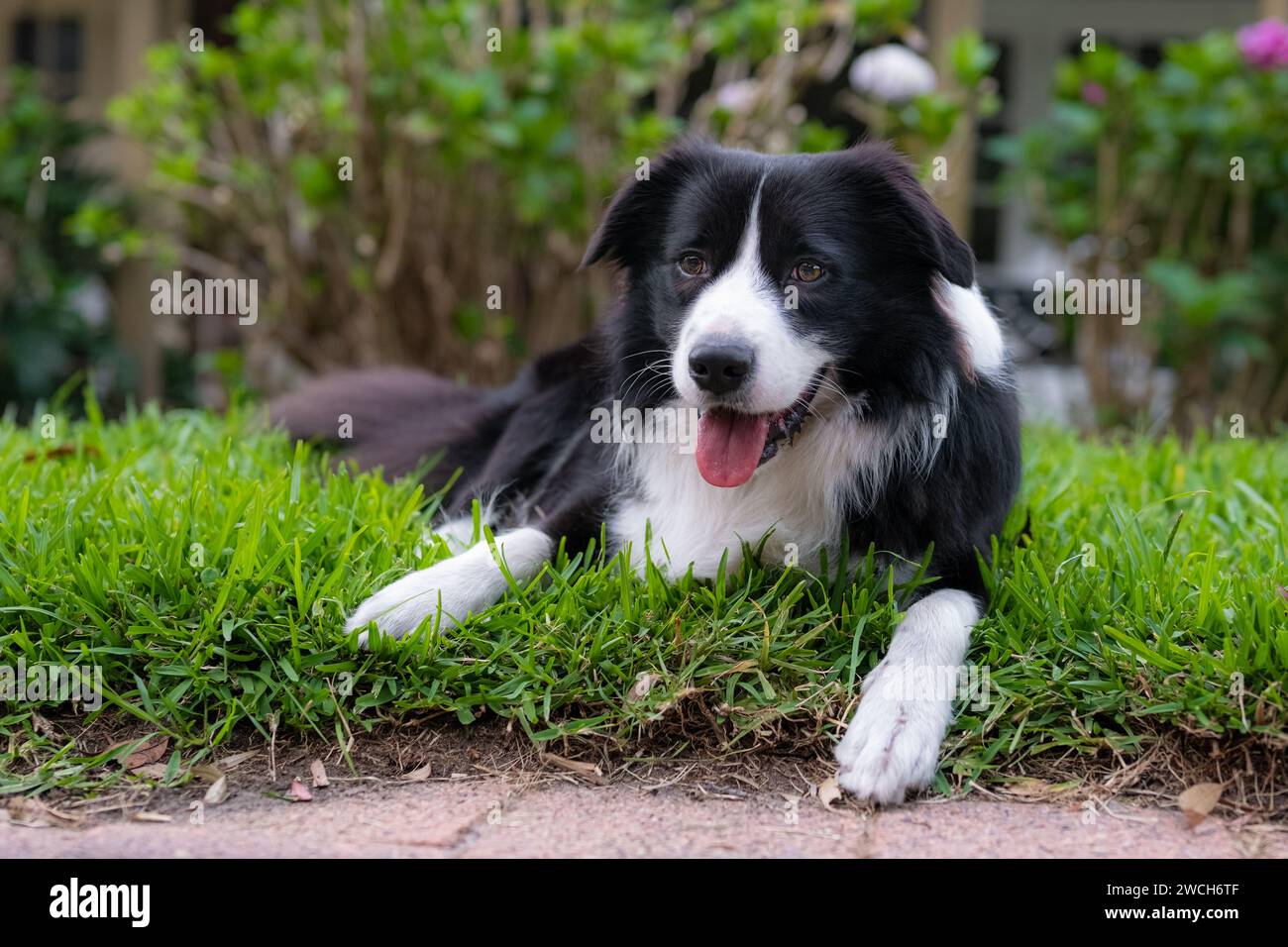 Border Collie Hündchen. Porträt eines Hundes, der auf dem Gras im Park ruht. Müder Hund liegt auf dem Boden. Stockfoto