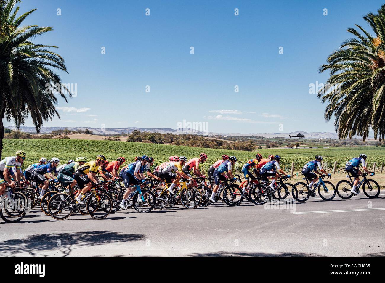 Adelaide, Australien. Januar 2024. Bild von Zac Williams/SWpix.com - 16/01/2024 - Radfahren - 2024 Tour Down Under - Stufe 1: Tanunda-Tanunda (144 km) - das Feld während der ersten Phase. Quelle: SWpix/Alamy Live News Stockfoto