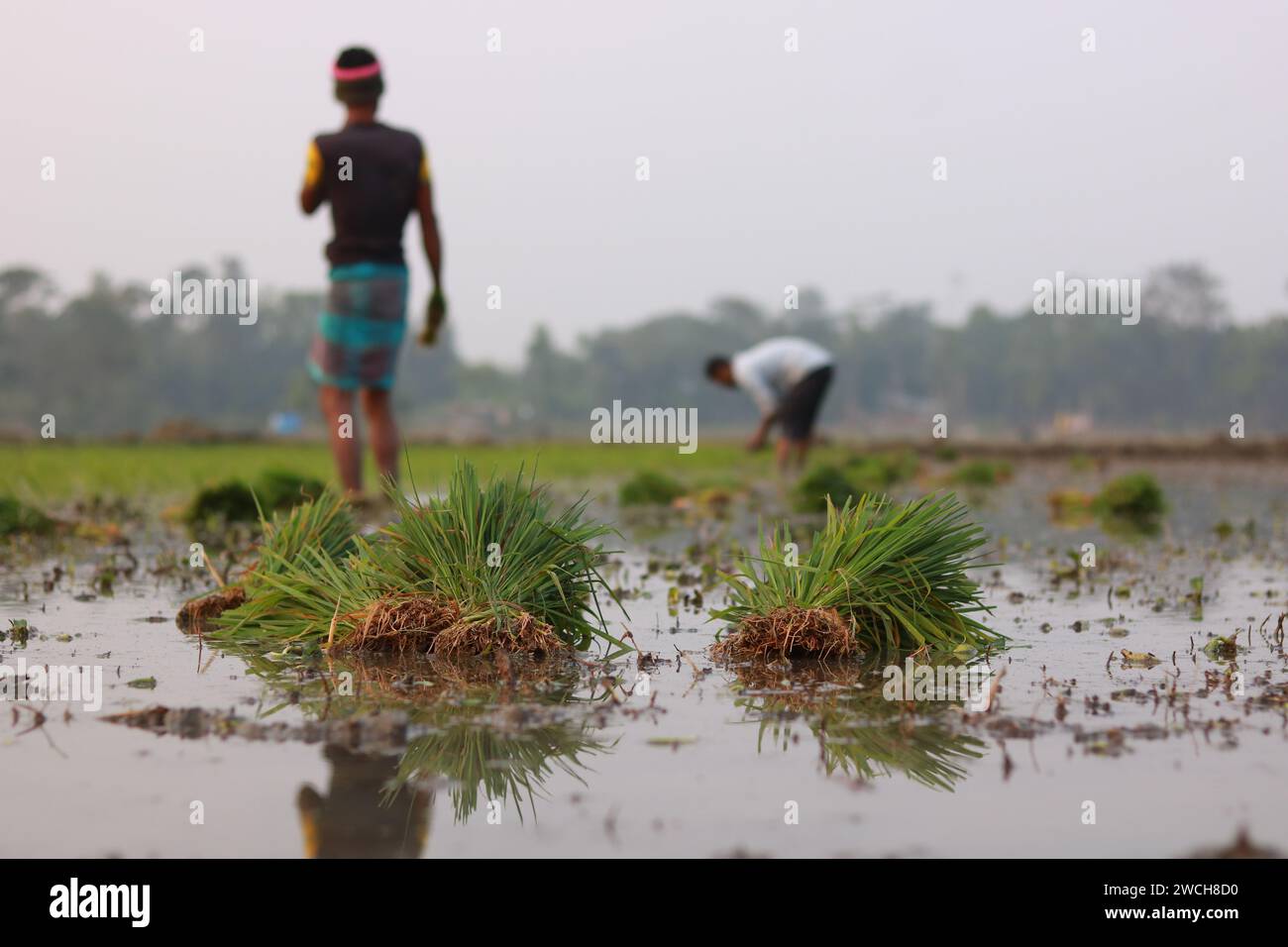 Die Bauern in Bangladesch Pflanzen Reisfelder auf dem Feld. Stockfoto
